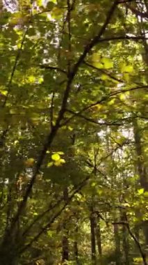 Sonbaharda ağaçlarla çevrili dikey video ormanı
