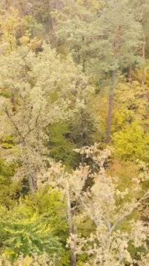 Sonbaharda ağaçlarla çevrili dikey video ormanı