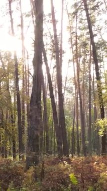 Sonbaharda ağaçlarla çevrili dikey video ormanı