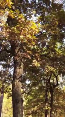 Sonbaharda ağaçlarla çevrili dikey video ormanı