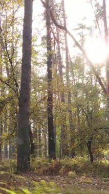 Sonbaharda ağaçlarla çevrili dikey video ormanı