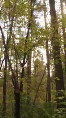 Sonbaharda ağaçlarla çevrili dikey video ormanı