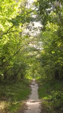 Sonbaharda ağaçlarla çevrili dikey video ormanı