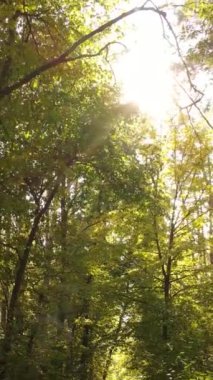 Sonbaharda ağaçlarla çevrili dikey video ormanı