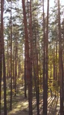 Sonbaharda ağaçlarla çevrili dikey video ormanı