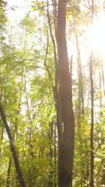 Sonbaharda ağaçlarla çevrili dikey video ormanı