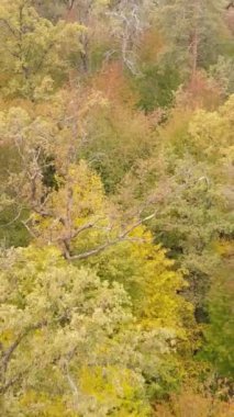 Sonbaharda ağaçlarla çevrili dikey video ormanı