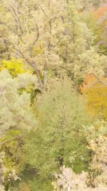 Sonbaharda ağaçlarla çevrili dikey video ormanı