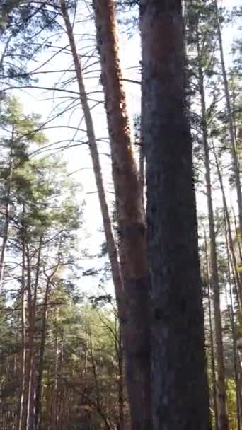 Vidéo verticale forêt avec des arbres à l'automne — Video