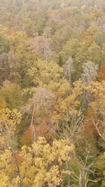 Bosque de video vertical con árboles en el otoño — Vídeos de Stock