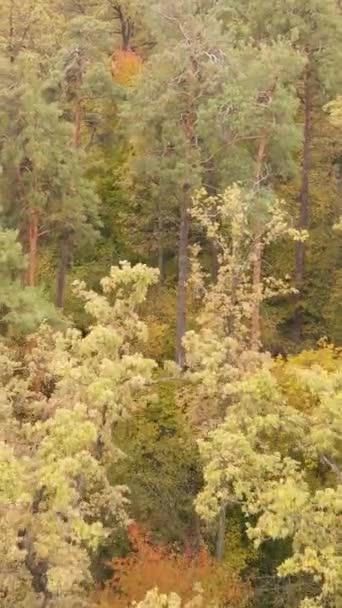 Вертикальне відео ліс з деревами восени — стокове відео