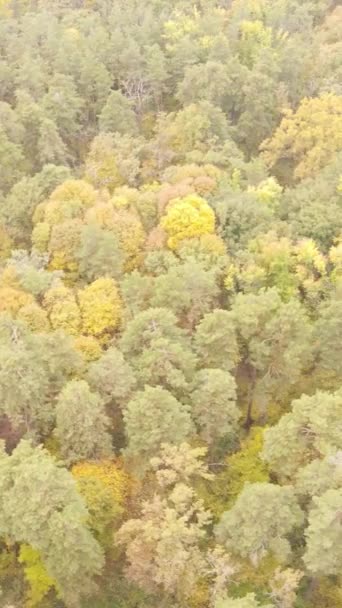 Pionowy las wideo z drzewami jesienią — Wideo stockowe
