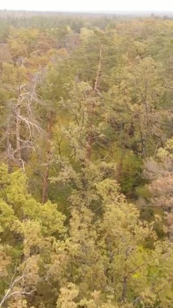 Floresta vídeo vertical com árvores no outono — Vídeo de Stock