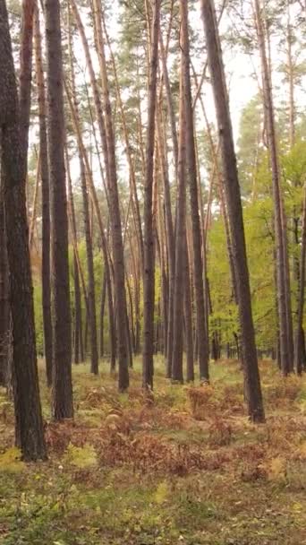 Vertikaler Videowald mit Bäumen im Herbst — Stockvideo