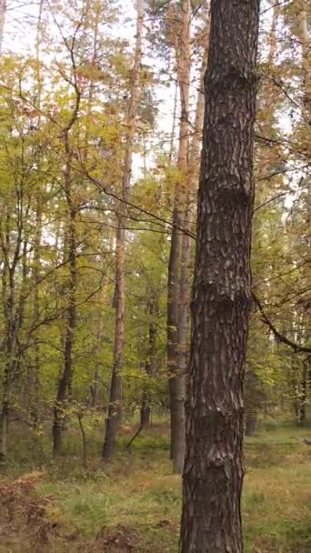 Bosque de video vertical con árboles en el otoño — Vídeos de Stock