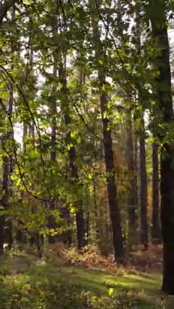 Vertikaler Videowald mit Bäumen im Herbst — Stockvideo