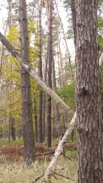 Vertikaler Videowald mit Bäumen im Herbst — Stockvideo