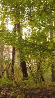 Sonbaharda ağaçlarla çevrili dikey video ormanı