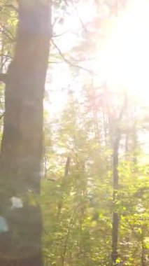 Sonbaharda ağaçlarla çevrili dikey video ormanı