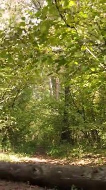 Sonbaharda ağaçlarla çevrili dikey video ormanı