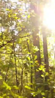 Sonbaharda ağaçlarla çevrili dikey video ormanı