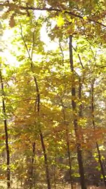 Sonbaharda ağaçlarla çevrili dikey video ormanı