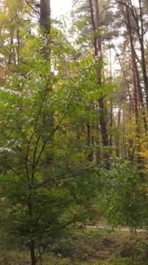 Sonbaharda ağaçlarla çevrili dikey video ormanı