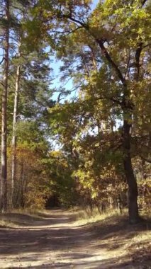 Sonbaharda ağaçlarla çevrili dikey video ormanı