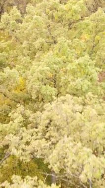 Gündüz dikey sonbahar ormanı