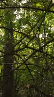 Gündüz dikey sonbahar ormanı