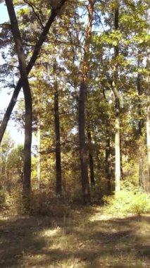 Gündüz dikey sonbahar ormanı