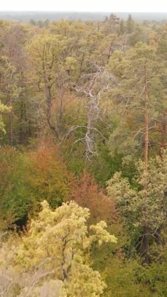 Vidéo verticale forêt avec des arbres à l'automne — Video