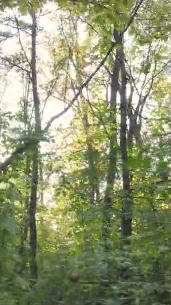 Pionowy las wideo z drzewami jesienią — Wideo stockowe