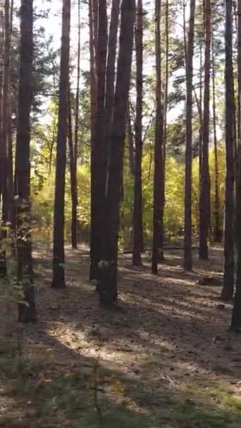 Вертикальне відео ліс з деревами восени — стокове відео
