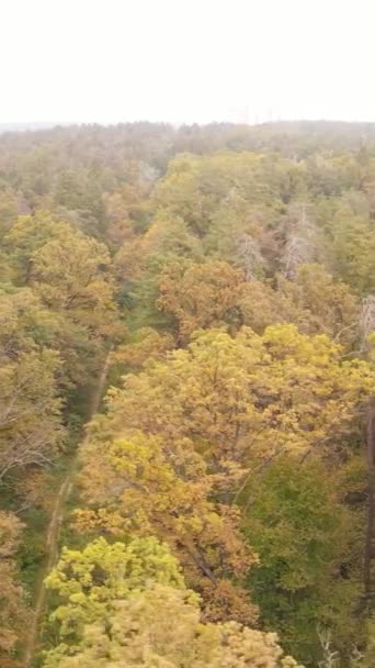 Floresta vídeo vertical com árvores no outono — Vídeo de Stock