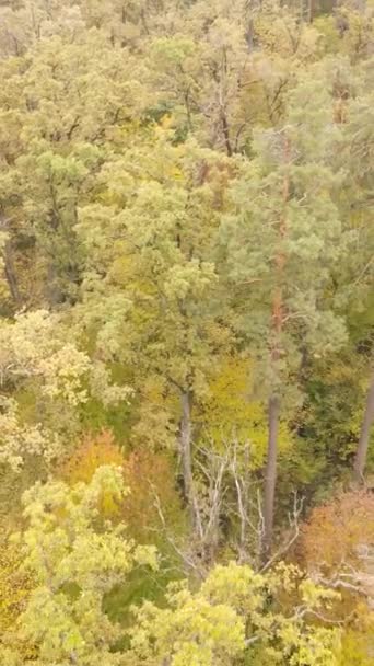 Verticaal video bos met bomen in de herfst — Stockvideo