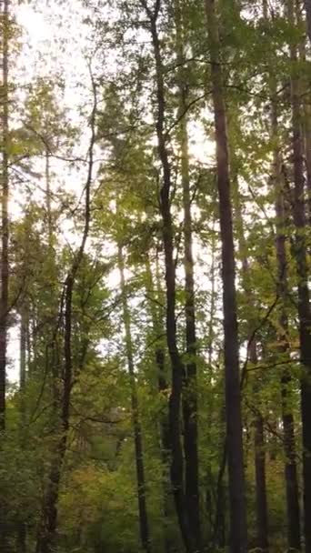 Vidéo verticale forêt avec des arbres à l'automne — Video