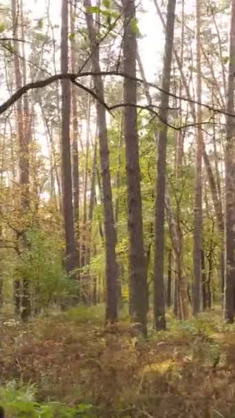 Foresta video verticale con alberi in autunno — Video Stock