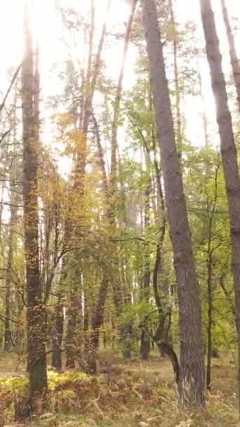 วิดีโอแนวตั้ง ป่าฤดูใบไม้ร่วงตามวัน — วีดีโอสต็อก