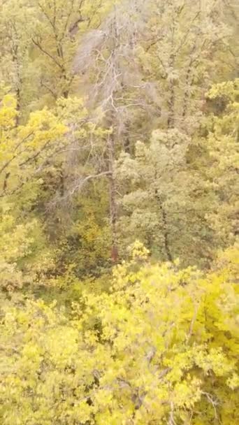 Вертикальне відео осінній ліс по днях — стокове відео