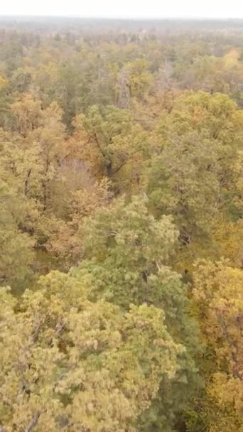 Vídeo vertical floresta de outono por dia — Vídeo de Stock