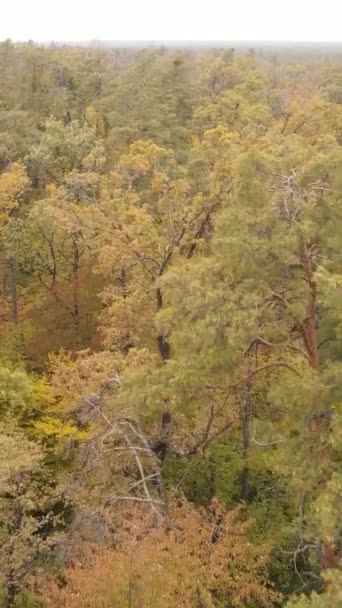 Вертикальне відео осінній ліс по днях — стокове відео