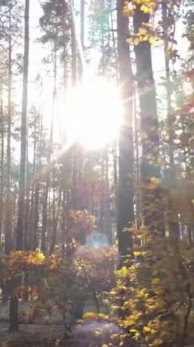 Gündüz dikey sonbahar ormanı