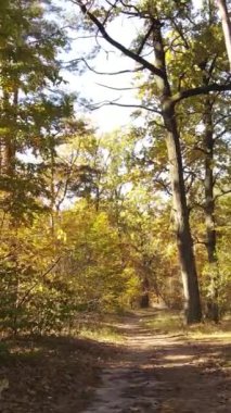 Gündüz dikey sonbahar ormanı