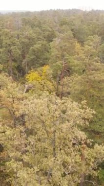 Gündüz dikey sonbahar ormanı