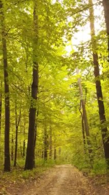 Gündüz dikey sonbahar ormanı