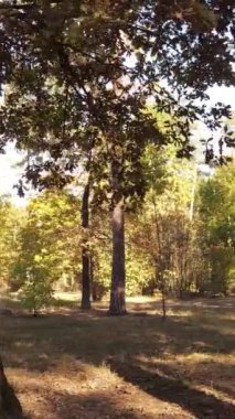 Gündüz dikey sonbahar ormanı