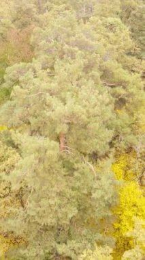 Gündüz dikey sonbahar ormanı