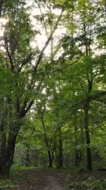 Gündüz dikey sonbahar ormanı