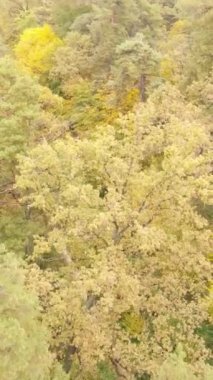 Gündüz dikey sonbahar ormanı